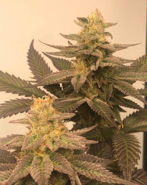 toad skin & Nectar. Week 15