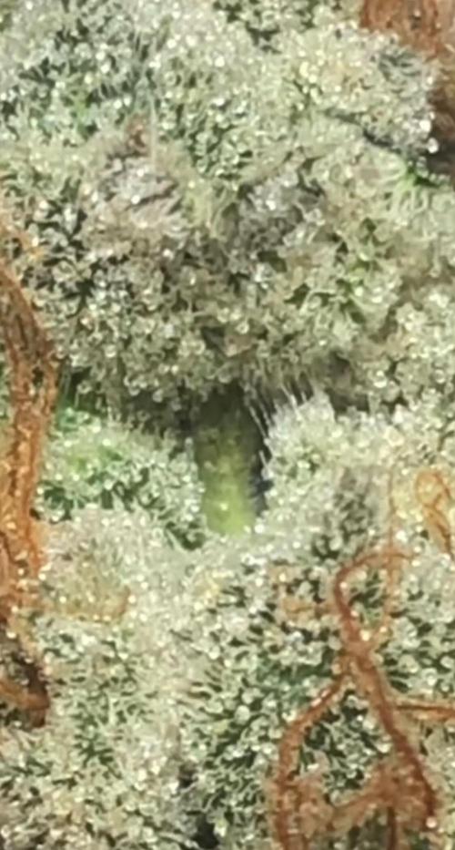 toad skin & Nectar. Week 17