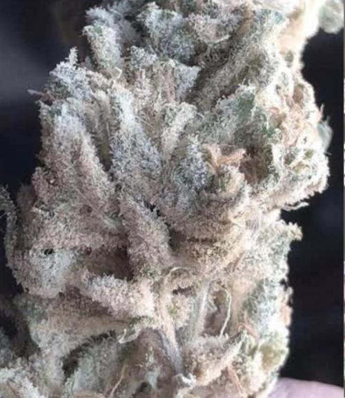 toad skin & Nectar. Week 16