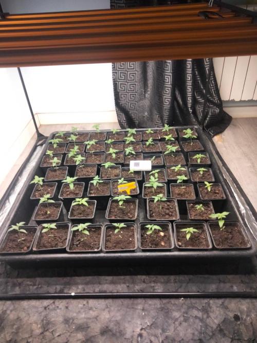 18s néctar purple. Week 2