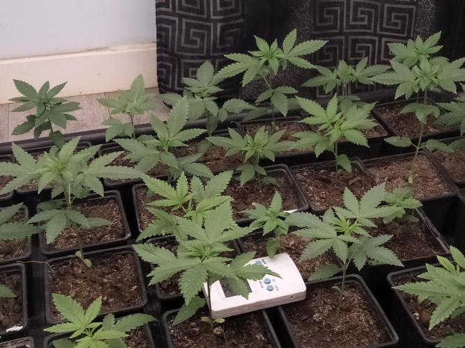 18s néctar purple. Week 3