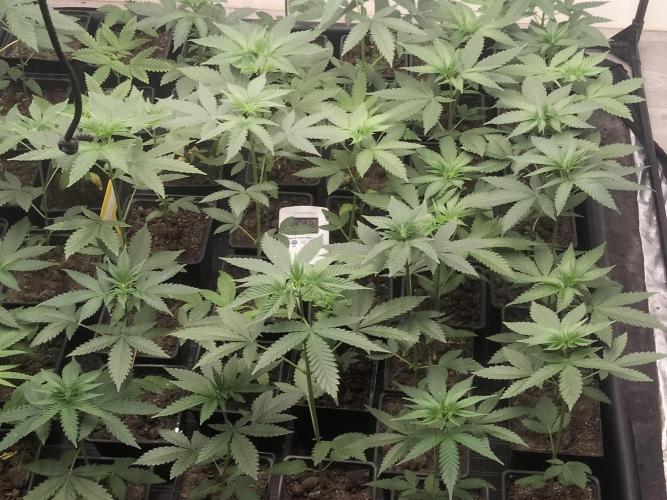 18s néctar purple. Week 4