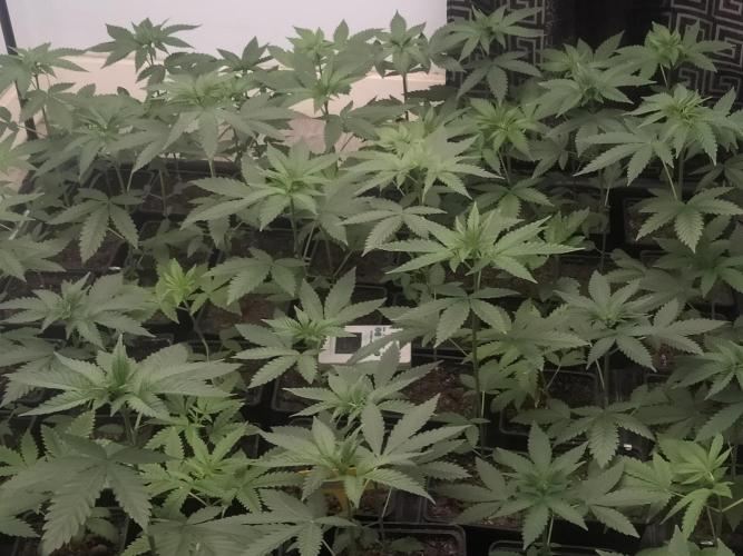 18s néctar purple. Week 4