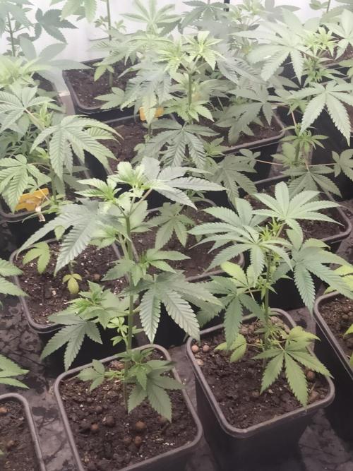 18s néctar purple. Week 6