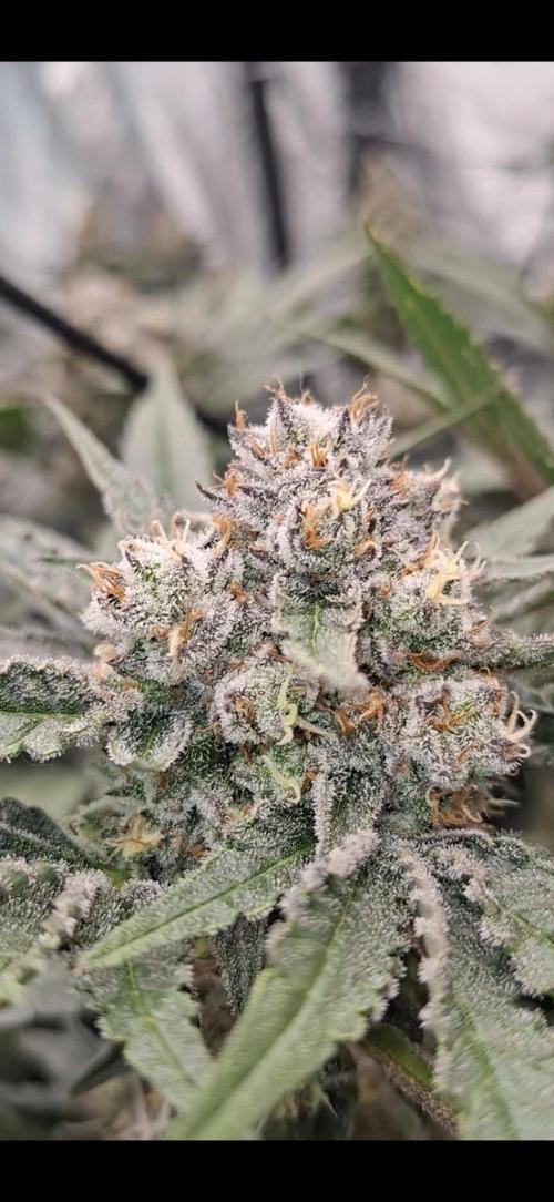 Zillions by barneys farm. Week 8