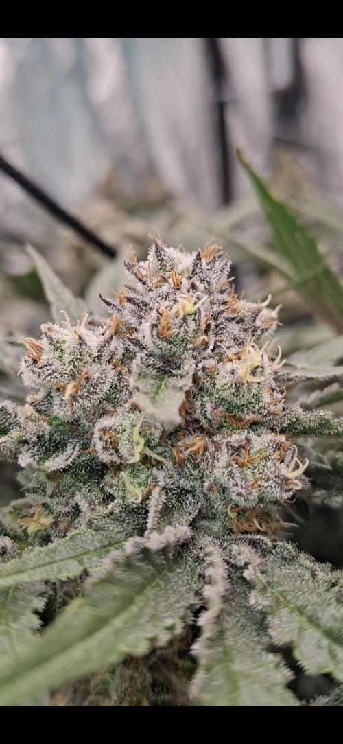 Zillions by barneys farm. Week 8