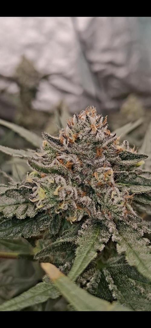 Zillions by barneys farm. Week 8