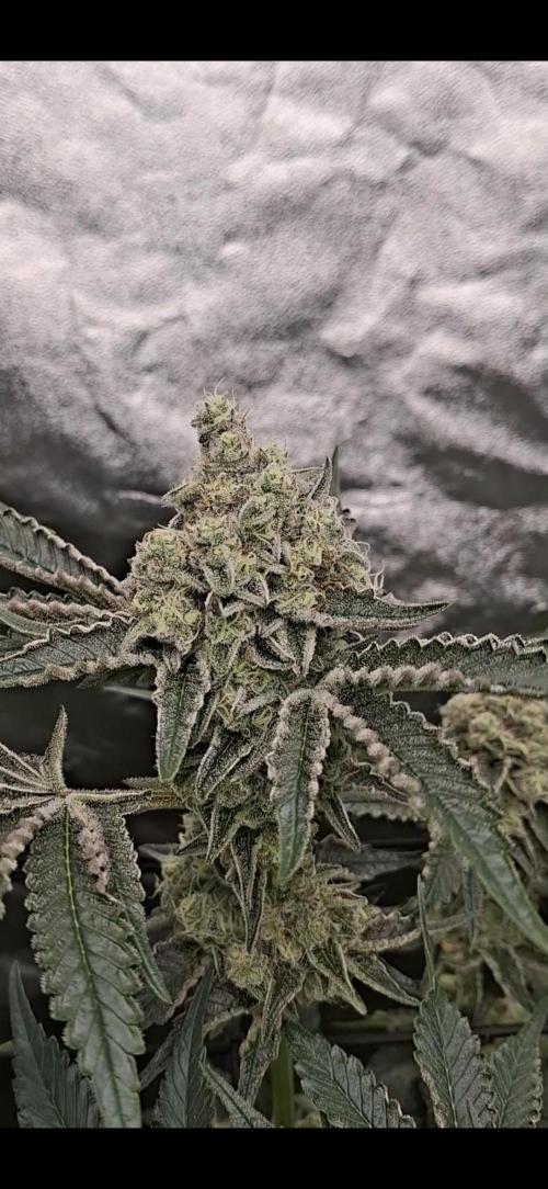 Zillions by barneys farm. Week 8