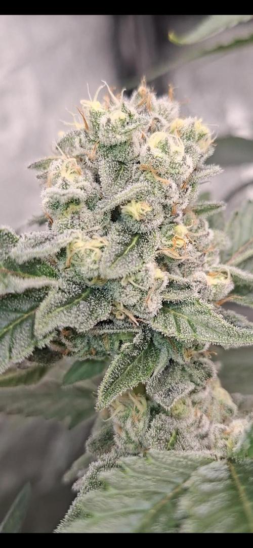 Zillions by barneys farm. Week 8