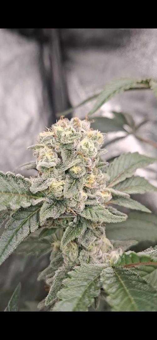 Zillions by barneys farm. Week 8