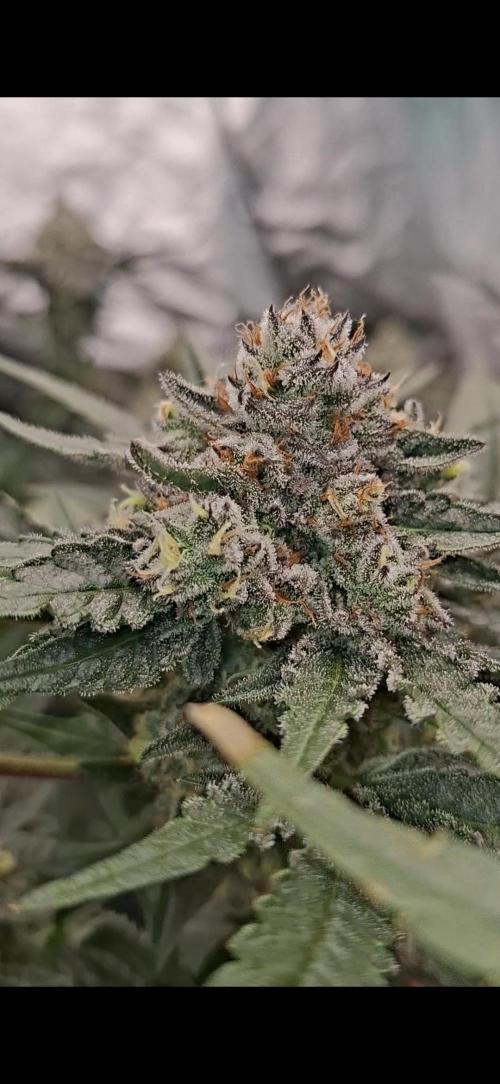 Zillions by barneys farm. Week 8