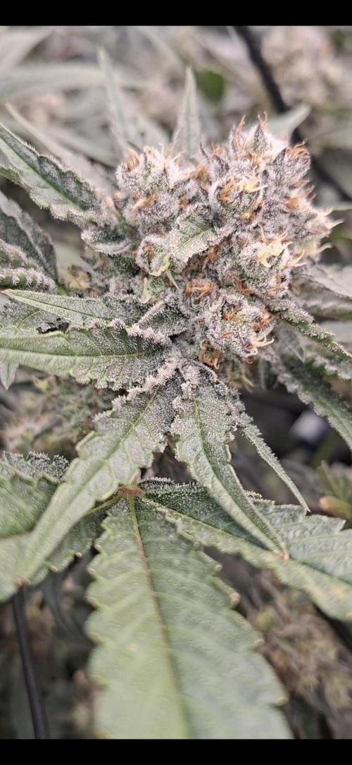 Zillions by barneys farm. Week 8