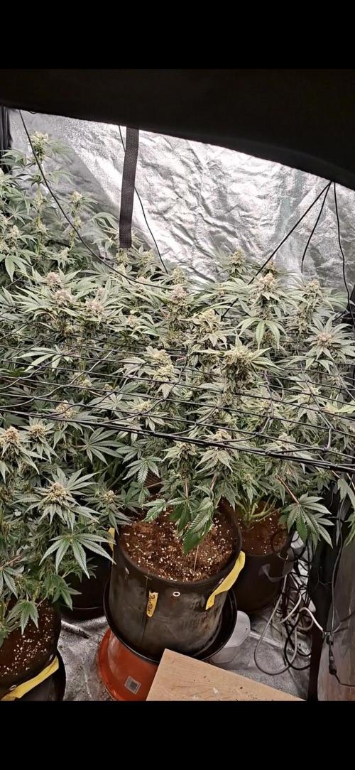 Zillions by barneys farm. Week 8