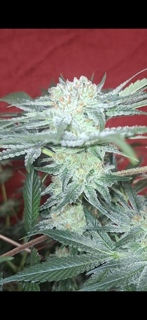 Zillions by barneys farm. Week 8