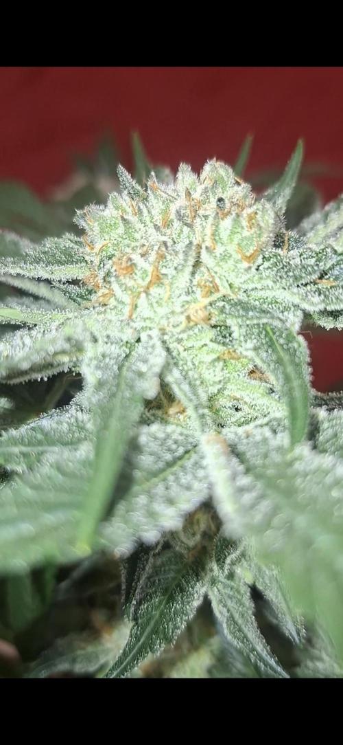 Zillions by barneys farm. Week 8