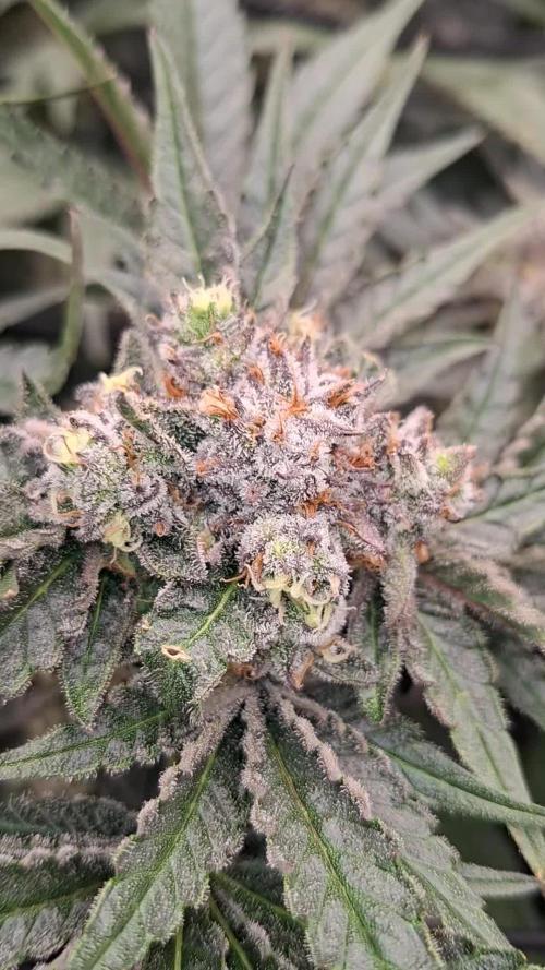 Zillions by barneys farm