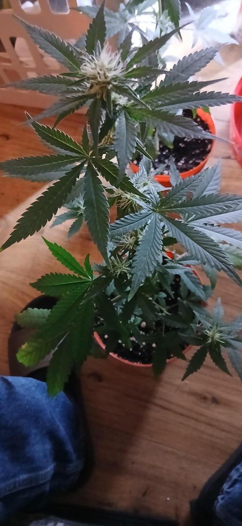 Small space cfl autoflower grow. Week 3