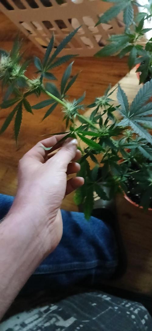 Small space cfl autoflower grow. Week 3