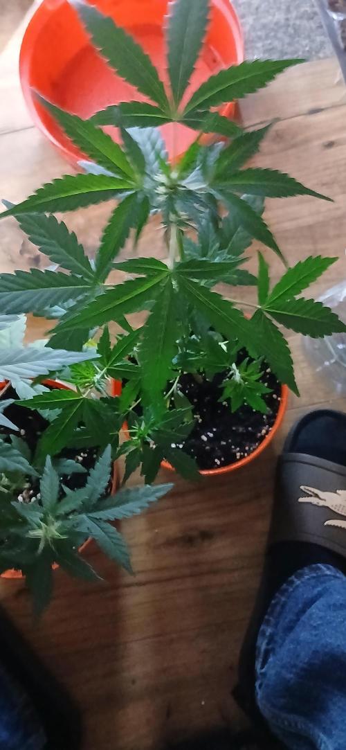 Small space cfl autoflower grow. Week 3