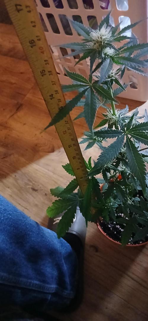 Small space cfl autoflower grow. Week 3