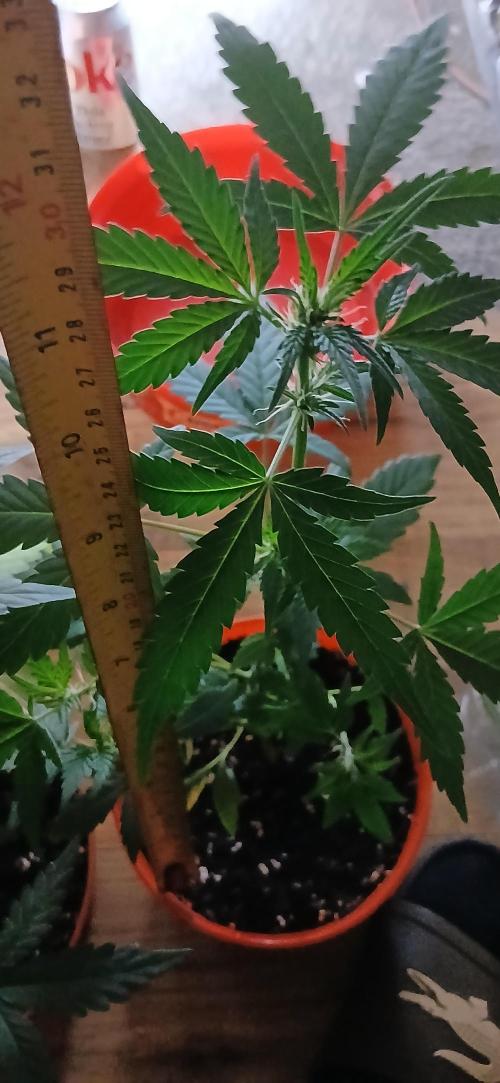 Small space cfl autoflower grow. Week 3
