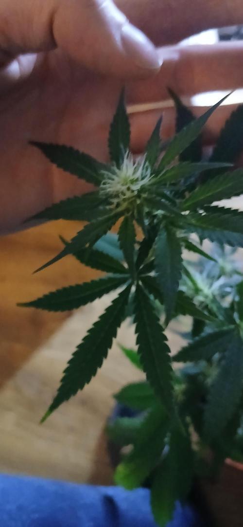 Small space cfl autoflower grow. Week 3