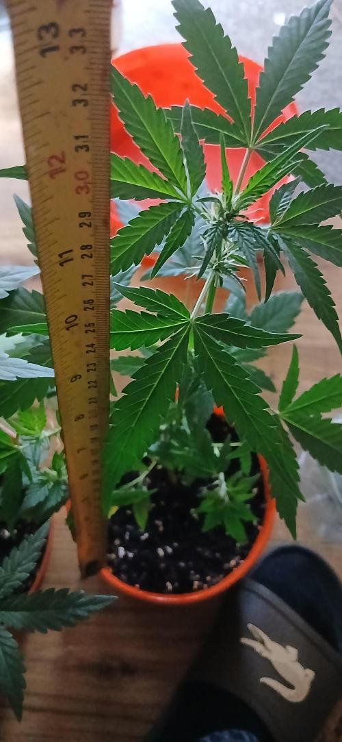 Small space cfl autoflower grow. Week 3