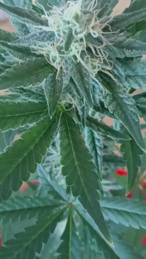 Small space cfl autoflower grow