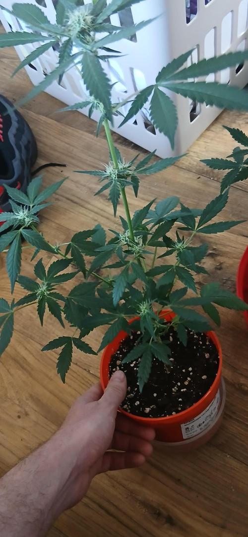 Small space cfl autoflower grow. Week 4
