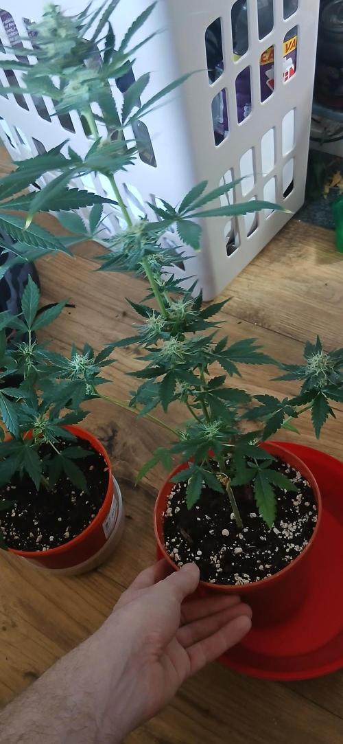 Small space cfl autoflower grow. Week 4