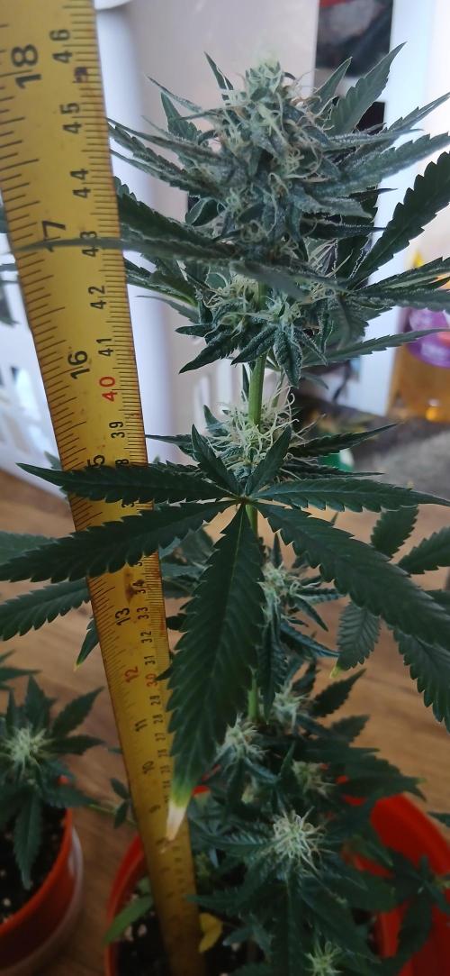 Small space cfl autoflower grow. Week 4