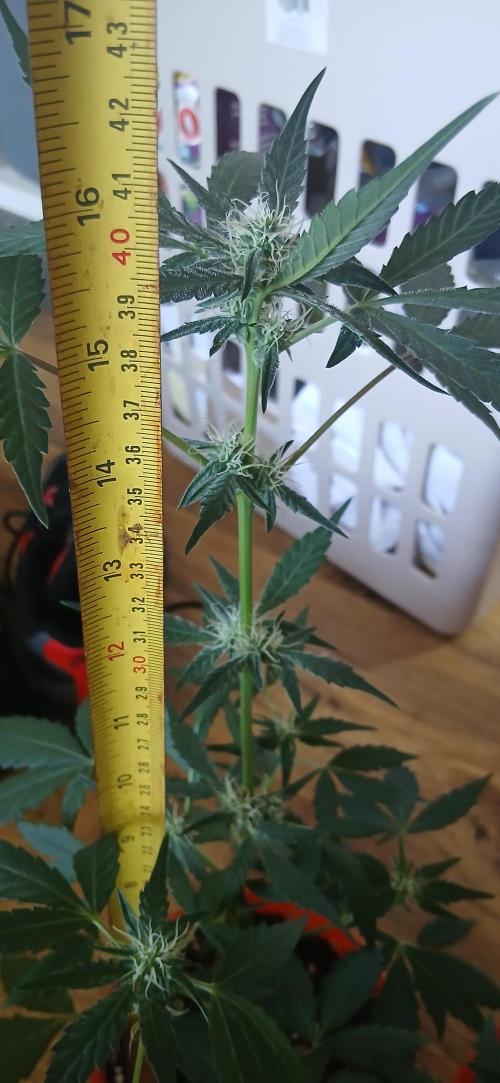 Small space cfl autoflower grow. Week 4