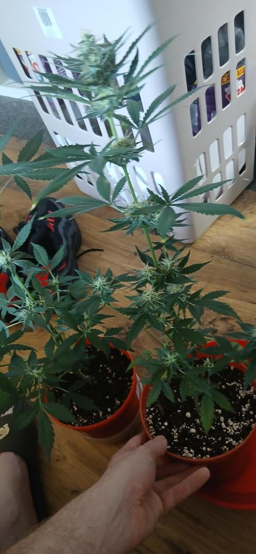 Small space cfl autoflower grow. Week 4