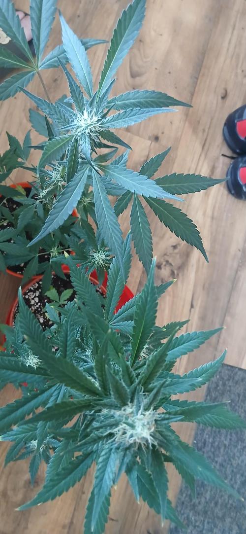 Small space cfl autoflower grow. Week 4