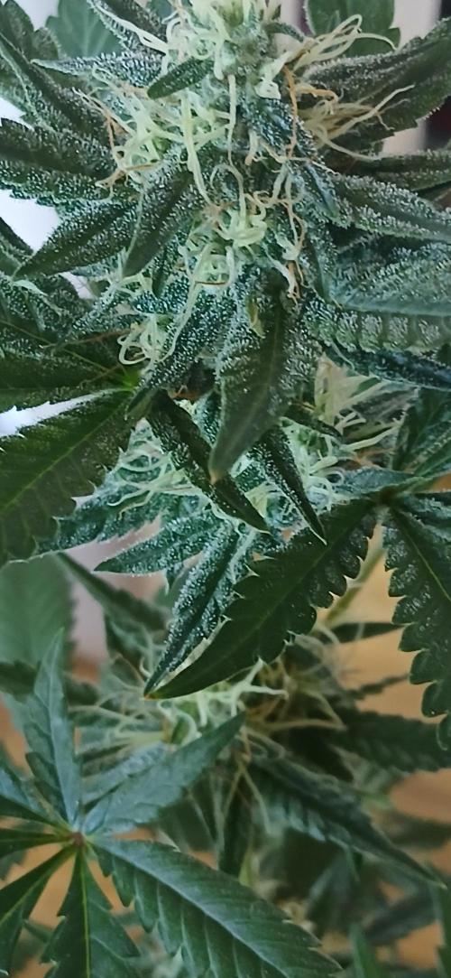 Small space cfl autoflower grow. Week 4