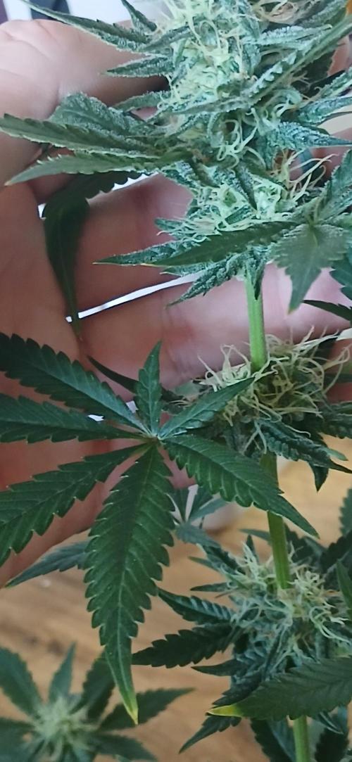 Small space cfl autoflower grow. Week 4