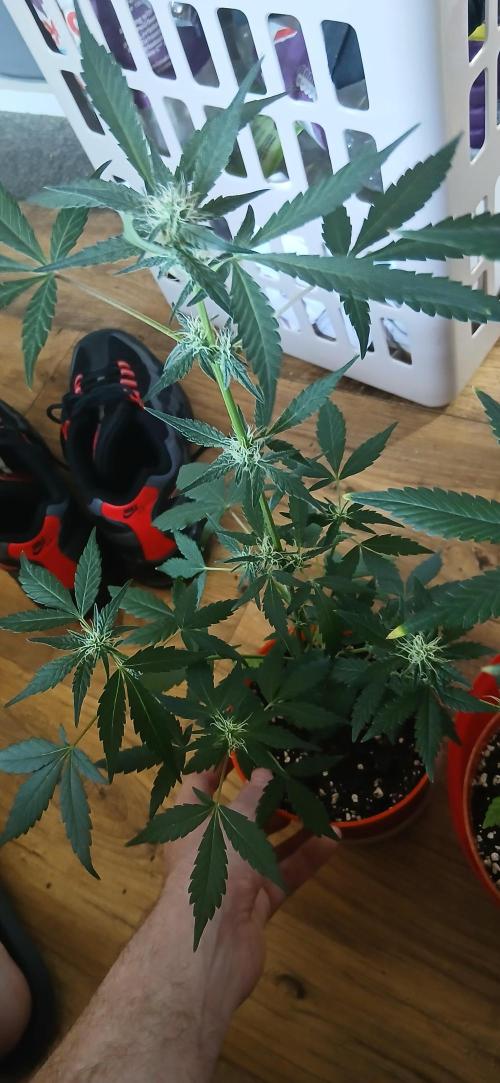 Small space cfl autoflower grow. Week 4