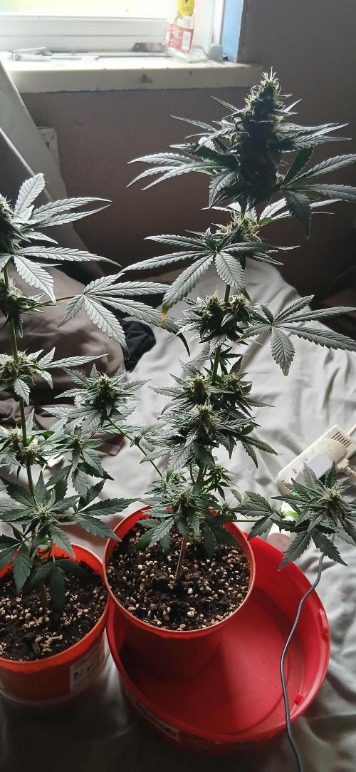Small space cfl autoflower grow. Week 5
