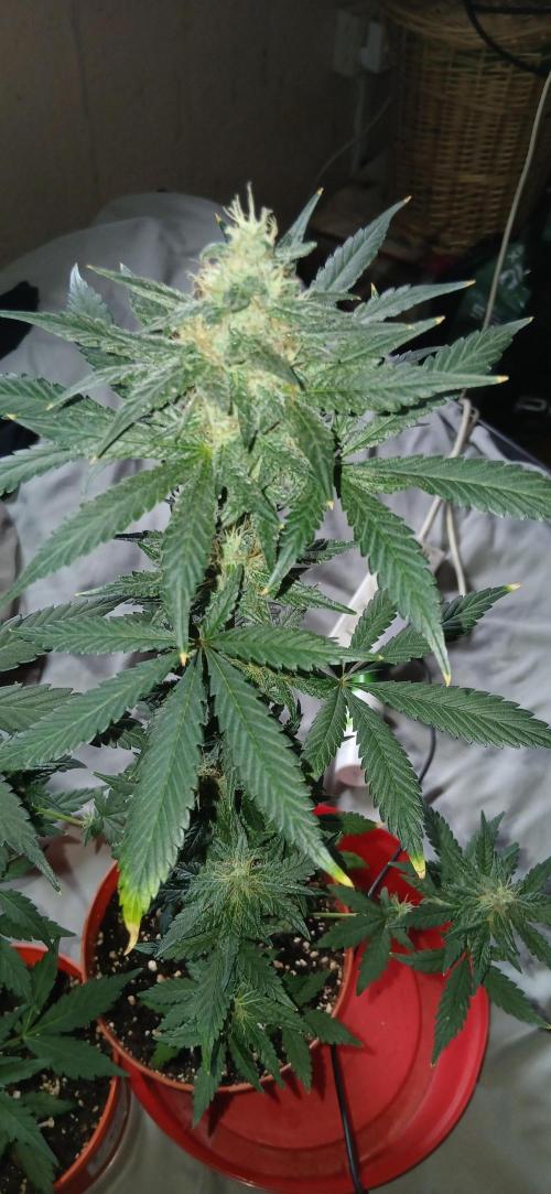 Small space cfl autoflower grow. Week 5
