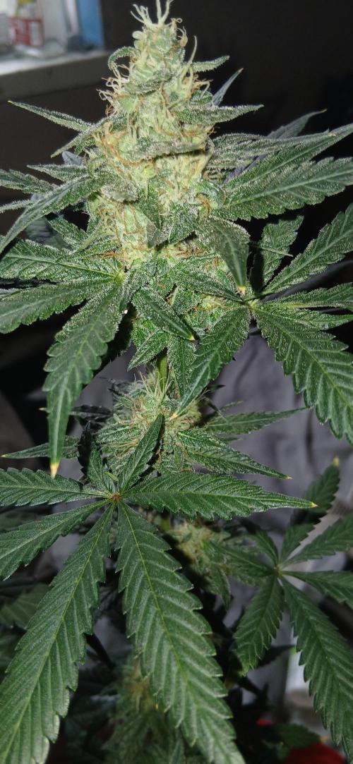 Small space cfl autoflower grow. Week 5