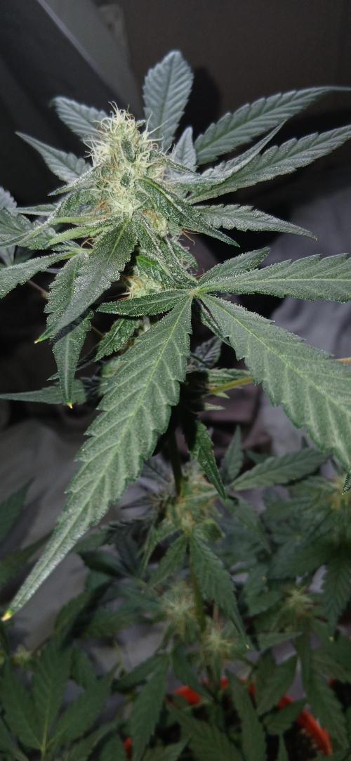 Small space cfl autoflower grow. Week 5