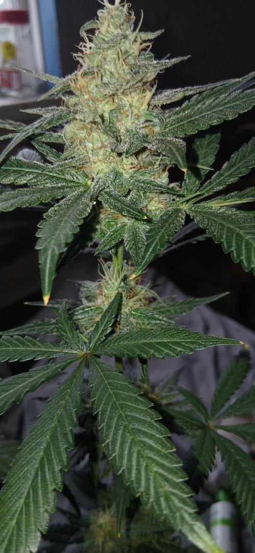 Small space cfl autoflower grow. Week 5