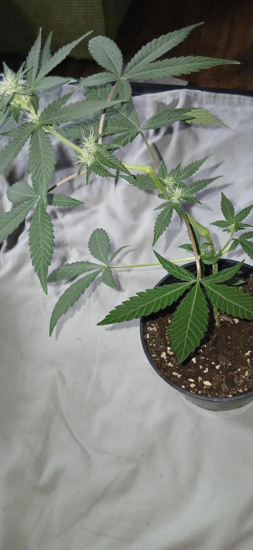 Small space cfl autoflower grow. Week 5