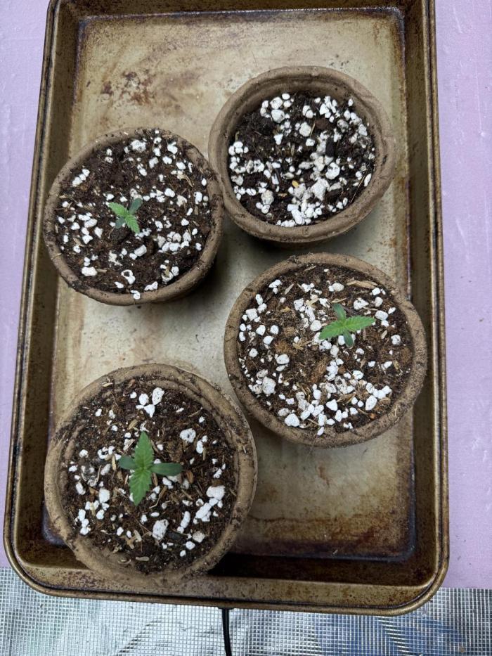 Indoor Ocifer. Week 0 - One week after putting 1/2 in deep in medium. 3/4 have broken surface, one almos