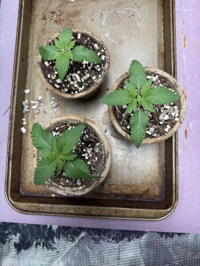 Indoor Ocifer. Week 2 - 3 of 4 seeds made it to this point