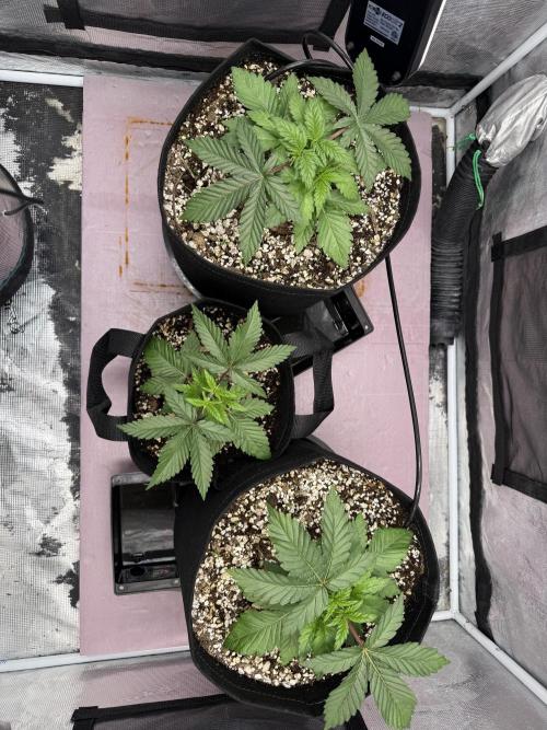 Indoor Ocifer. Week 4 - 2 outer are 5 gallon autopots and middle is 3 gallon fabric pot 