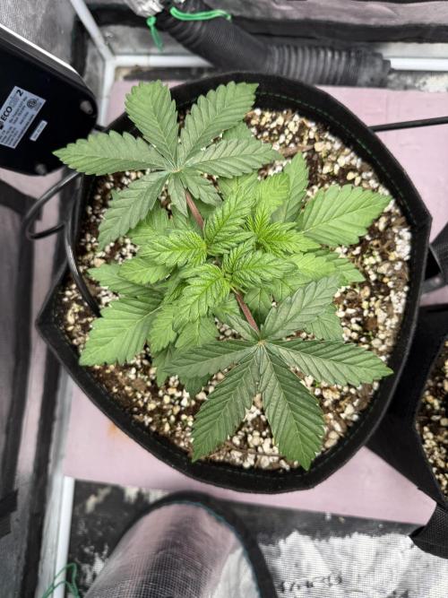 Indoor Ocifer. Week 4