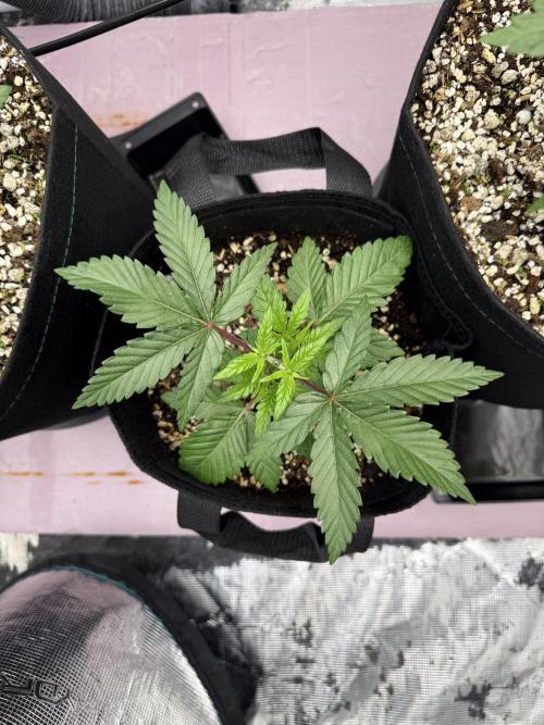 Indoor Ocifer. Week 4 - 3 gal will be transplanted outdoors eventually