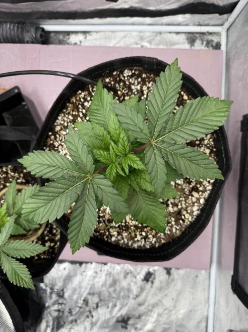 Indoor Ocifer. Week 4