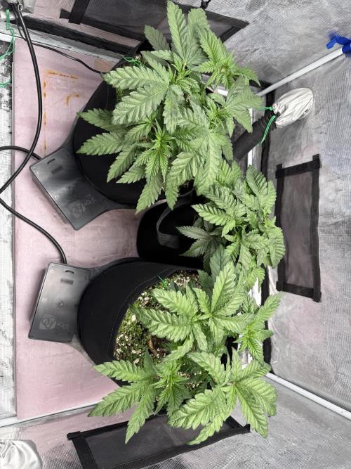 Indoor Ocifer. Week 5